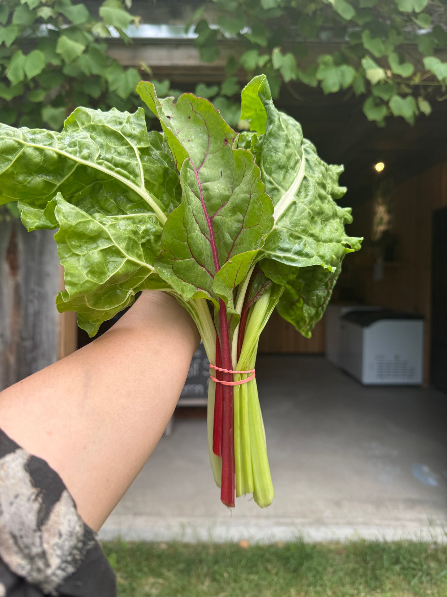 Chard