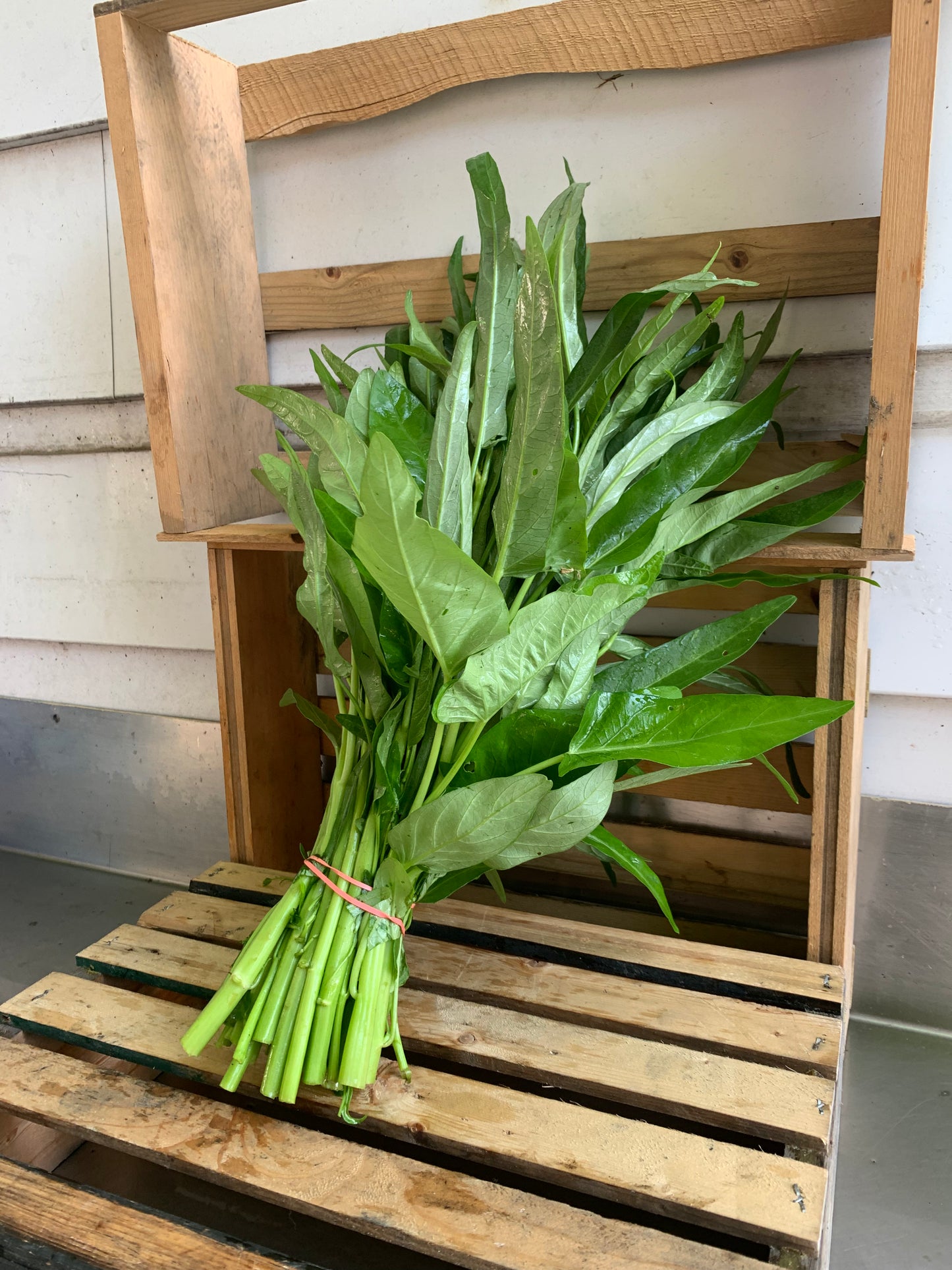 Water Spinach