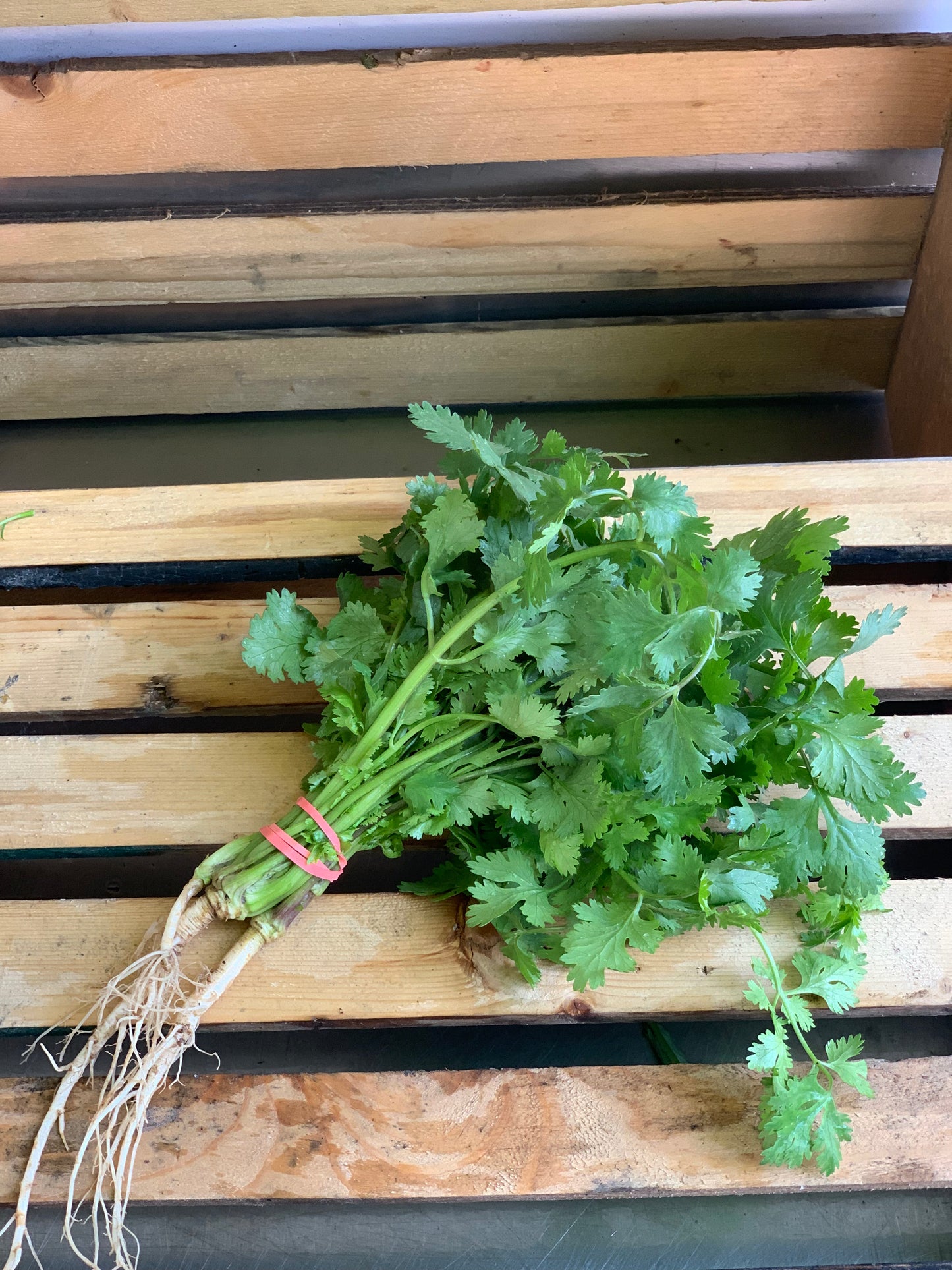 Cilantro