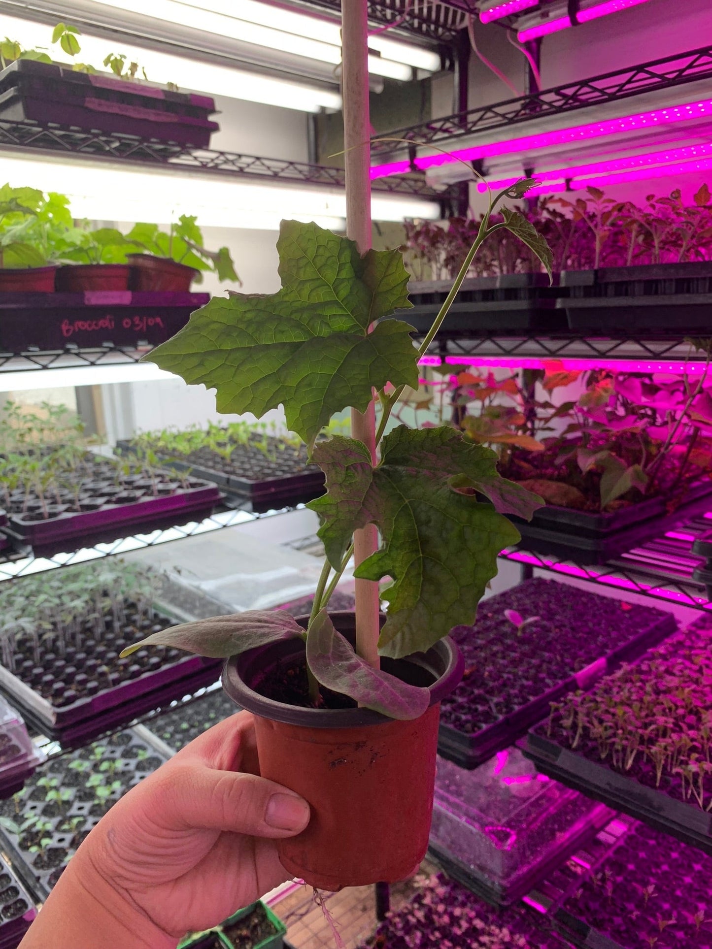 Seedlings