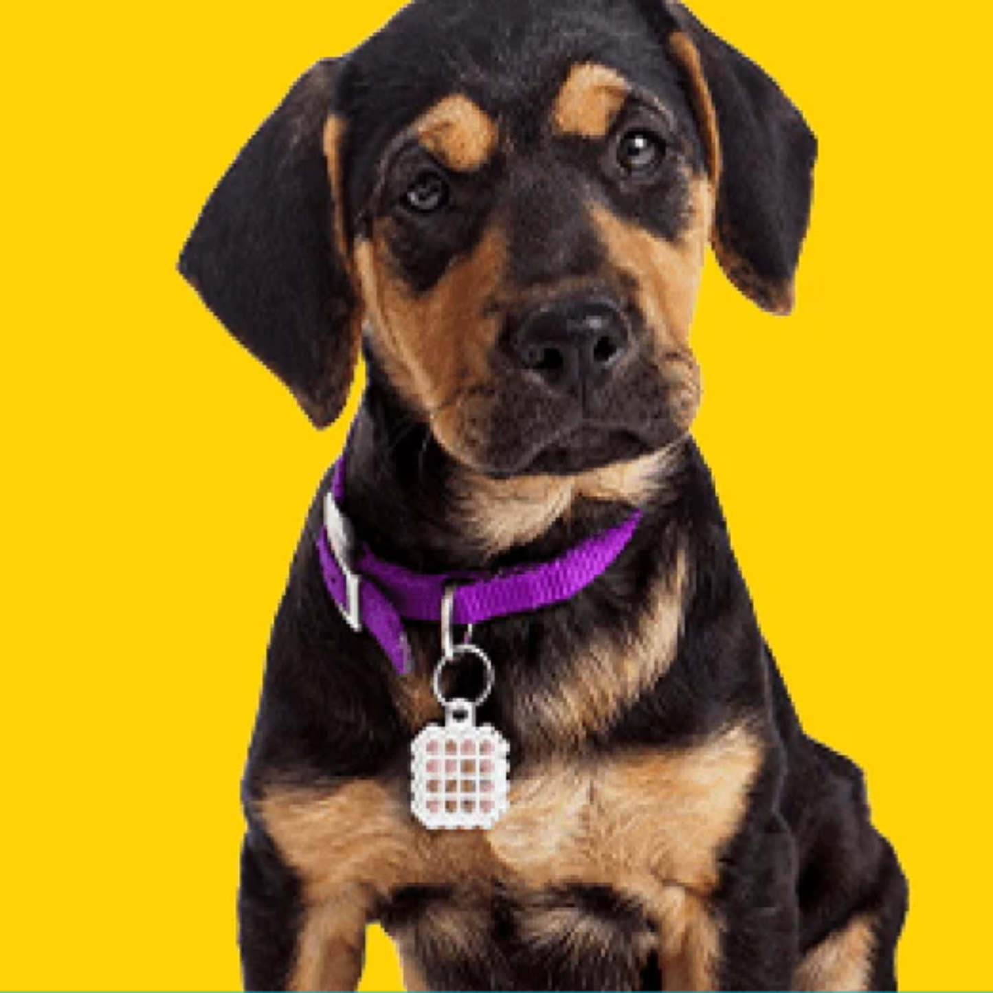 NATPAT Flea Prevention Stickers: Natural Pet Care Patches