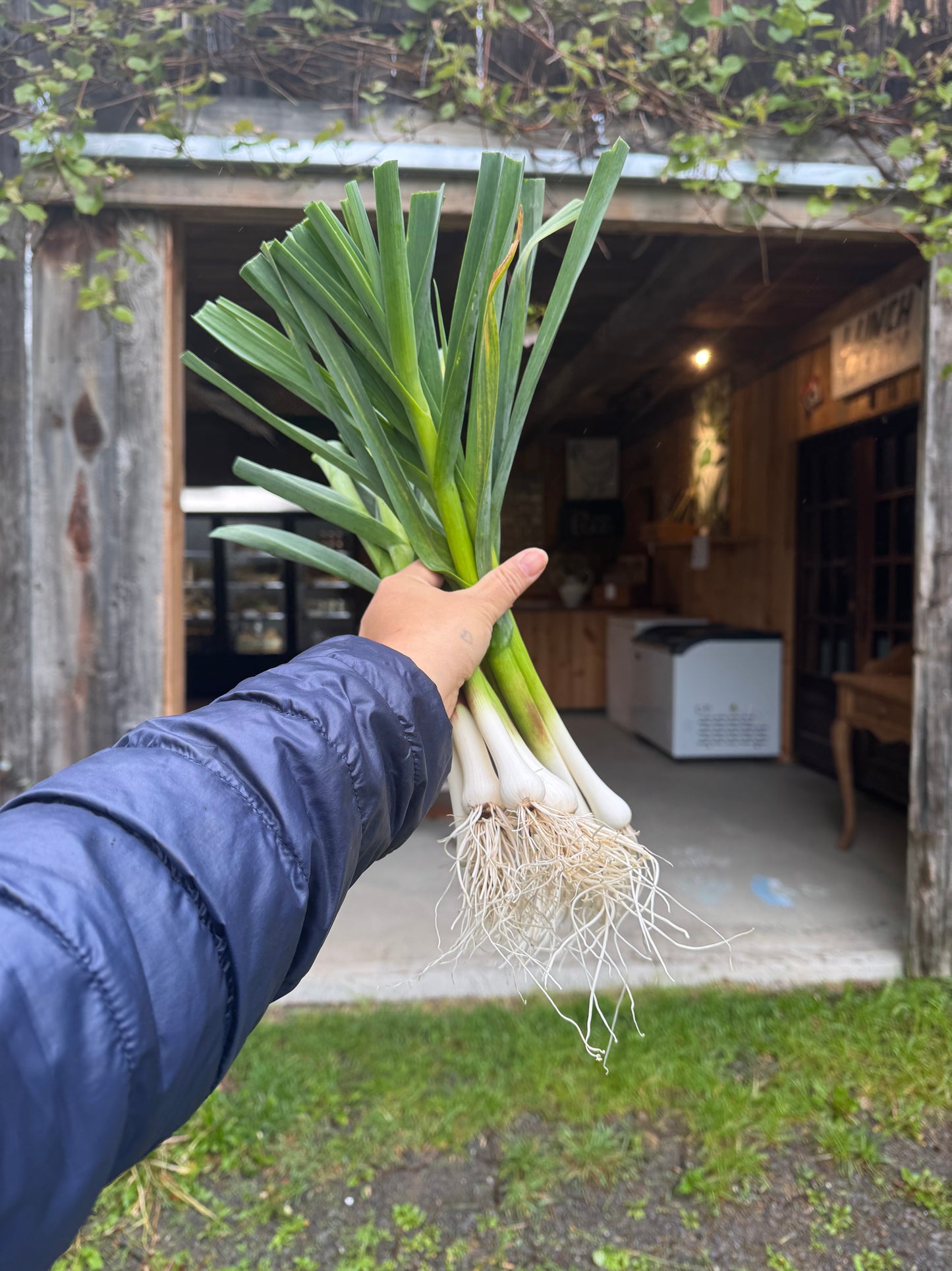 Green Garlic