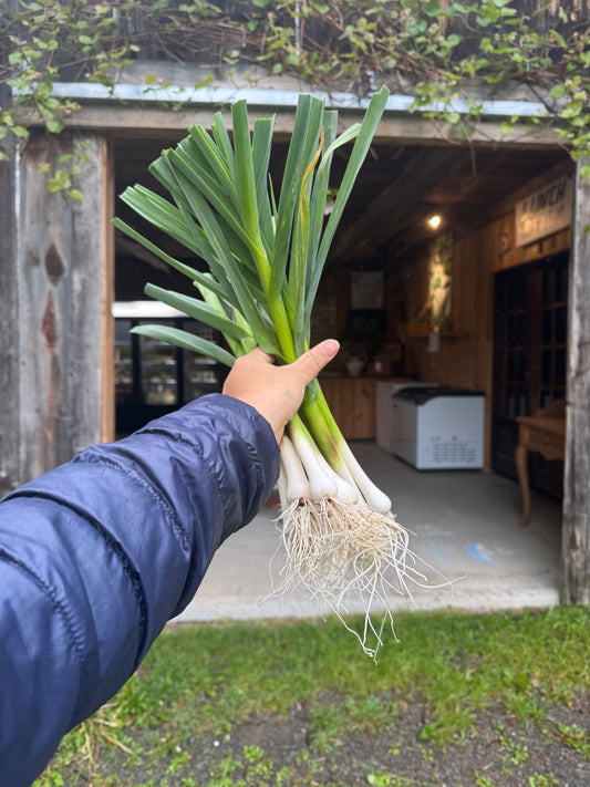 Green Garlic