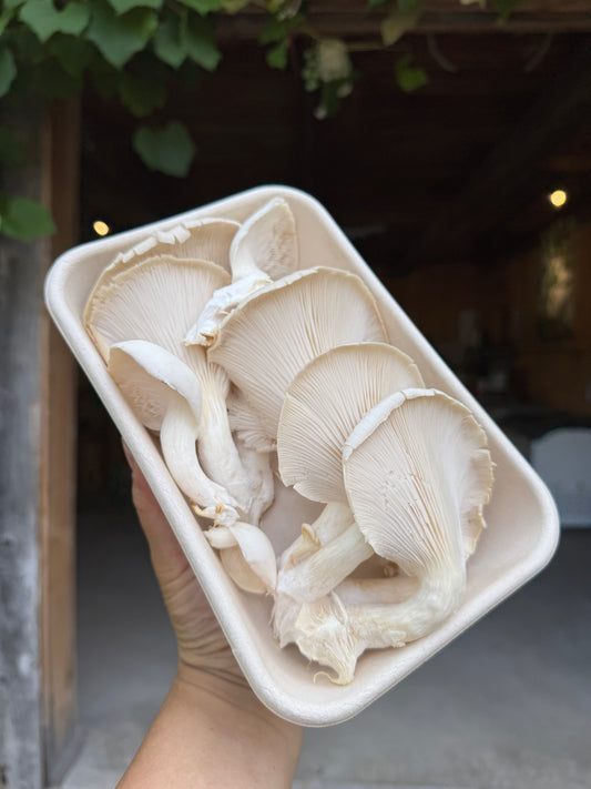 Mushroom