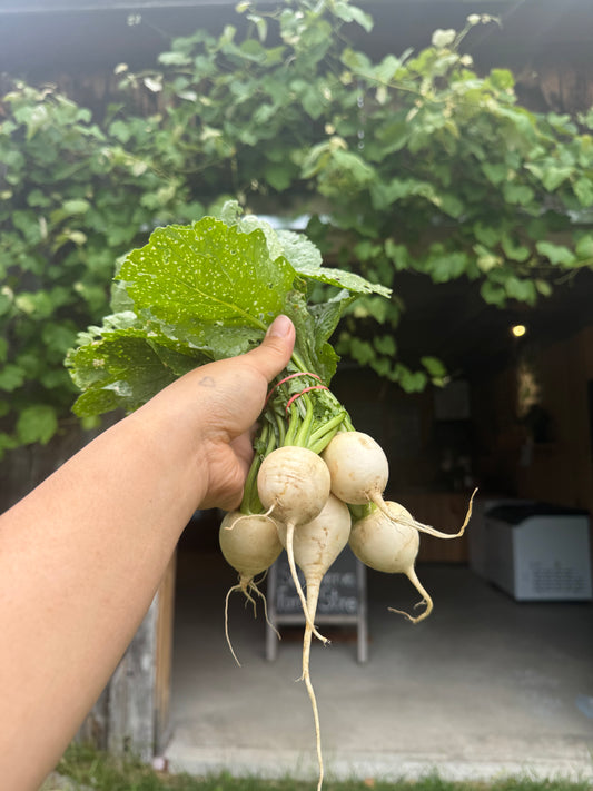 Hakurei Turnip