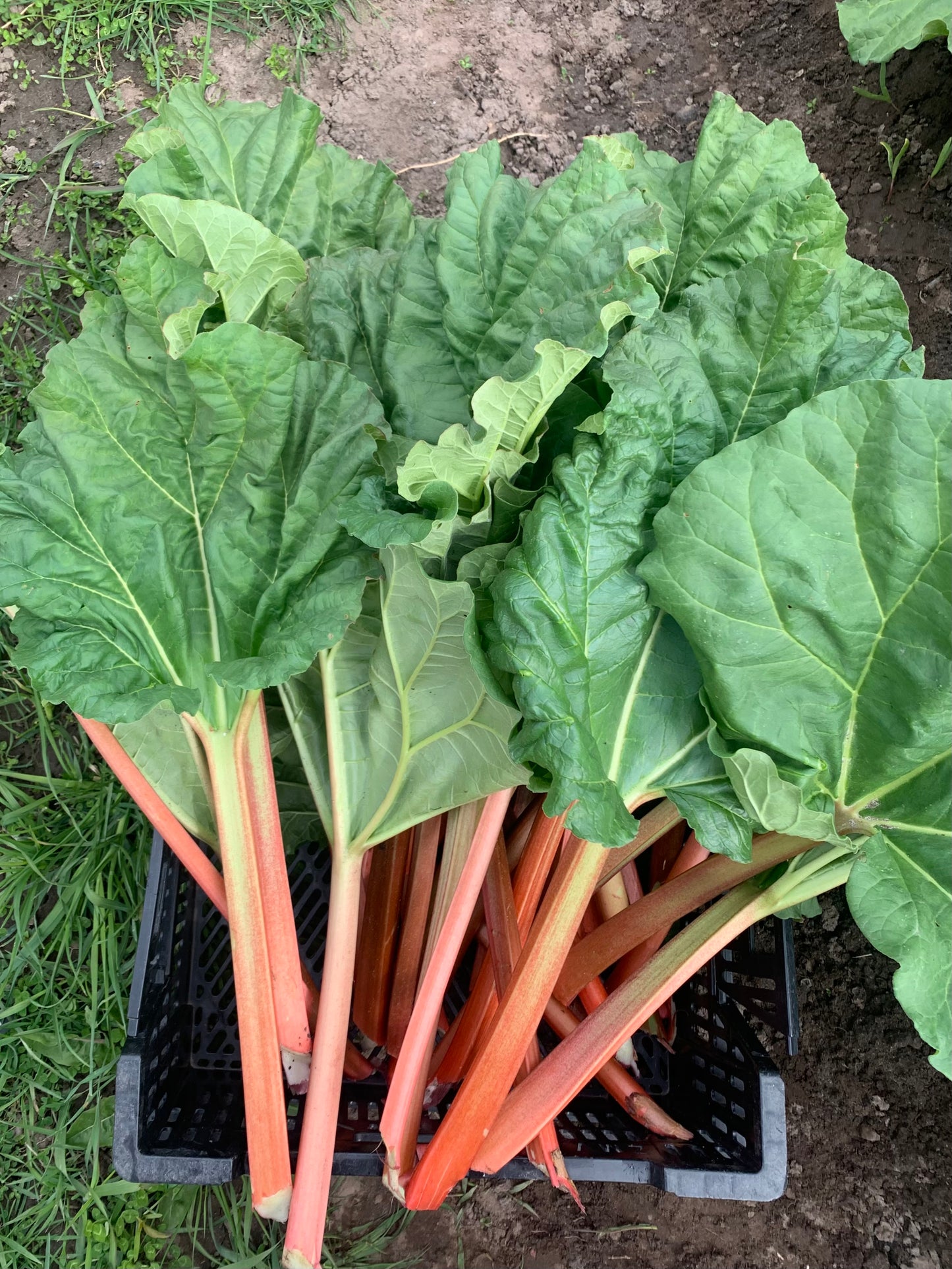 Rhubarb