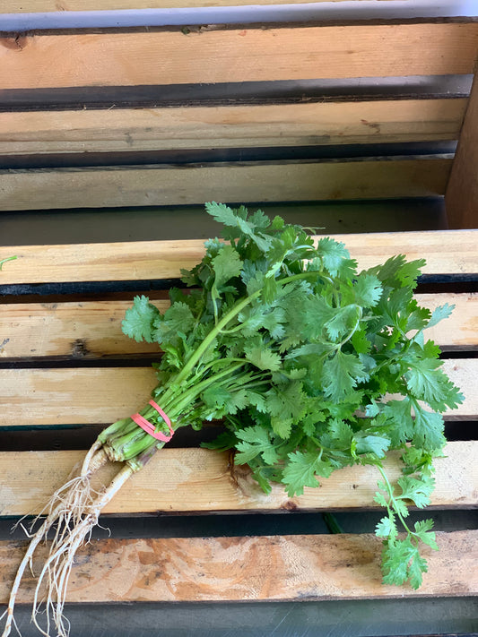 Cilantro