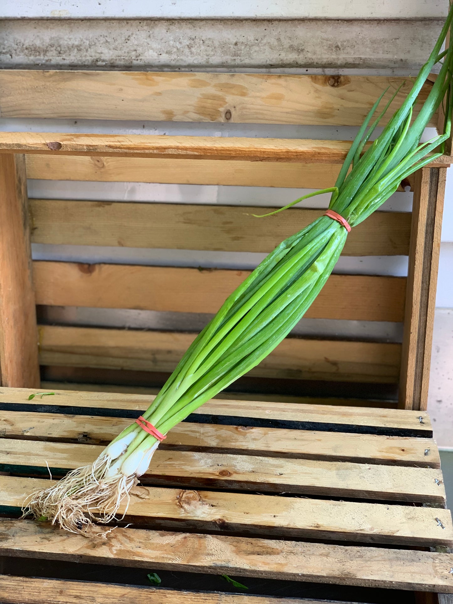 Green Onion (Bunch)