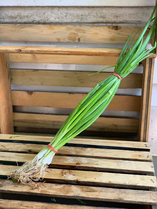 Green Onion (Bunch)